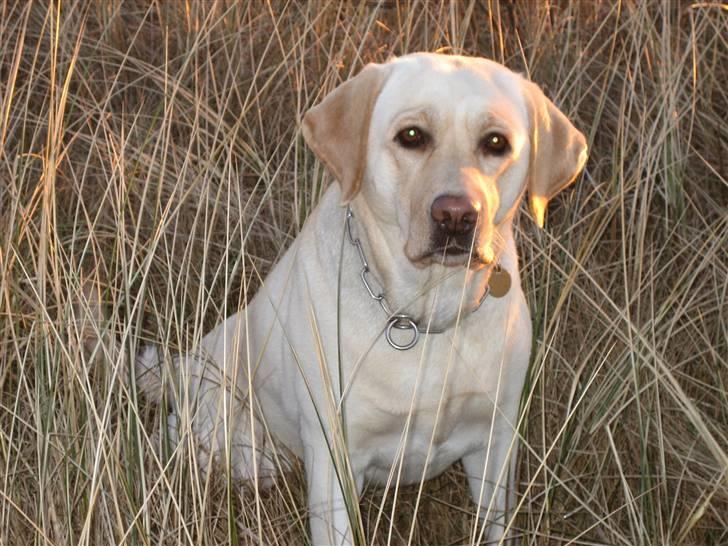 Labrador retriever Frida billede 6