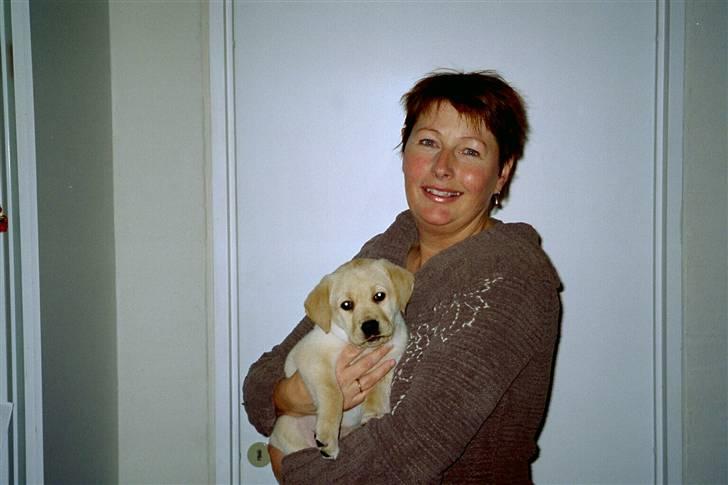 Labrador retriever Frida - Så lille at du kunne ligge i arm, det varede bare så kort..... billede 7