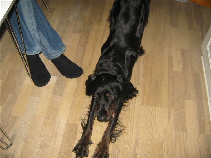 Gordon setter Laika  billede 7