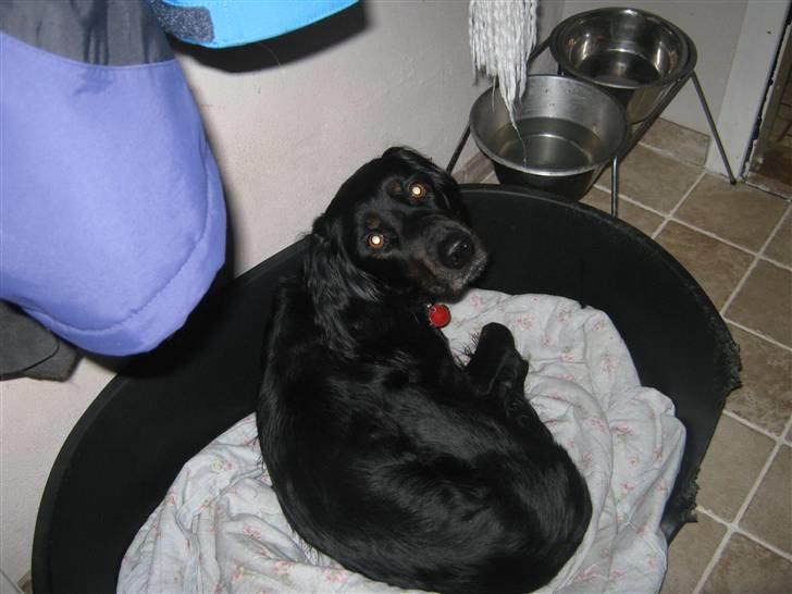 Gordon setter Laika  billede 8