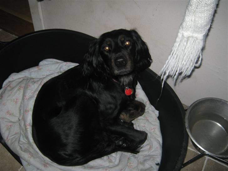 Gordon setter Laika  billede 9