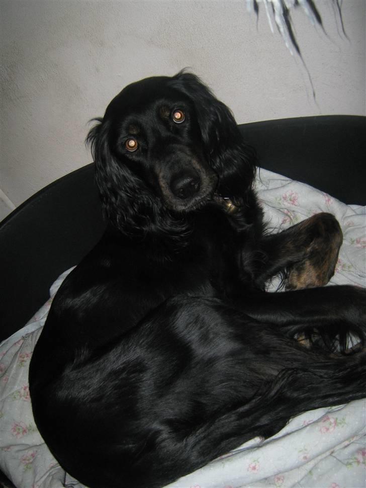 Gordon setter Laika  billede 10