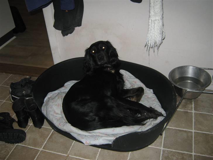 Gordon setter Laika  billede 11