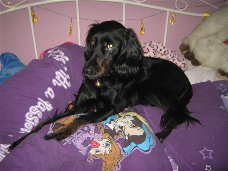 Gordon setter Laika  billede 12