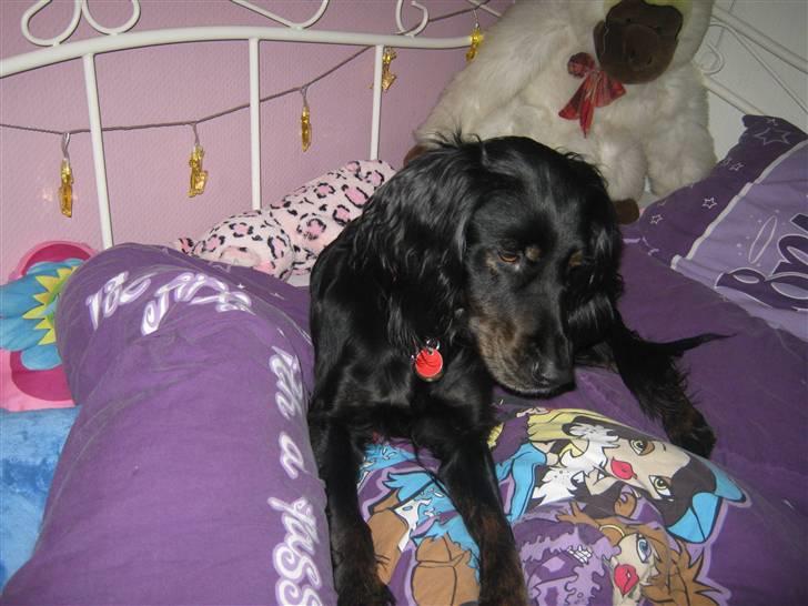 Gordon setter Laika  billede 13