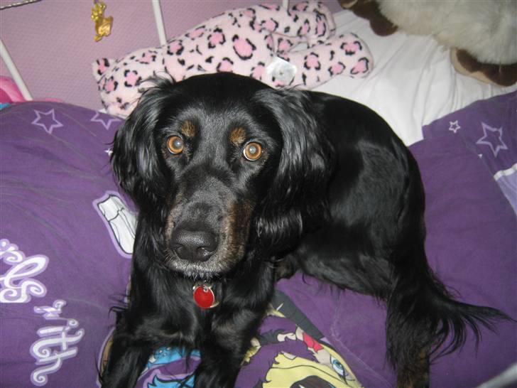 Gordon setter Laika  billede 14