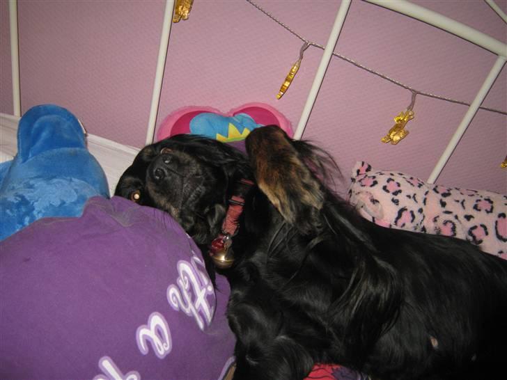 Gordon setter Laika  billede 15