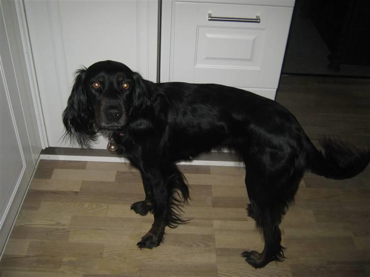 Gordon setter Laika  billede 16