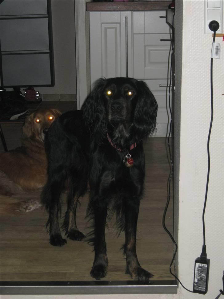 Gordon setter Laika  billede 17