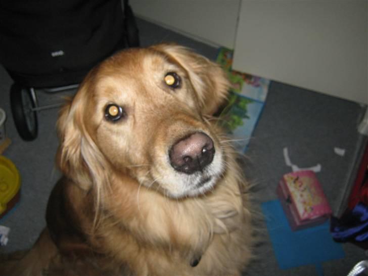 Golden retriever Dusky <33 billede 7