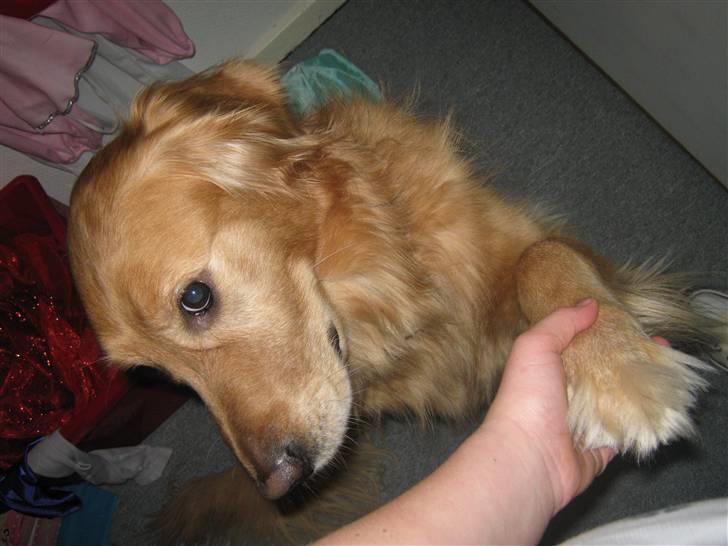 Golden retriever Dusky <33 billede 8