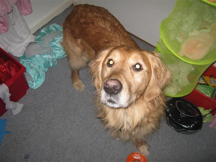 Golden retriever Dusky <33 billede 9