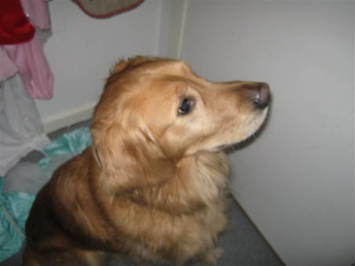 Golden retriever Dusky <33 billede 10