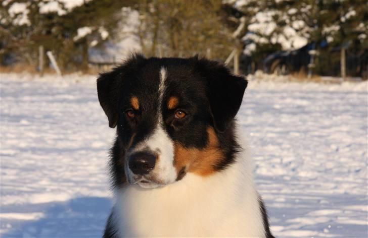Australian shepherd Travis billede 11