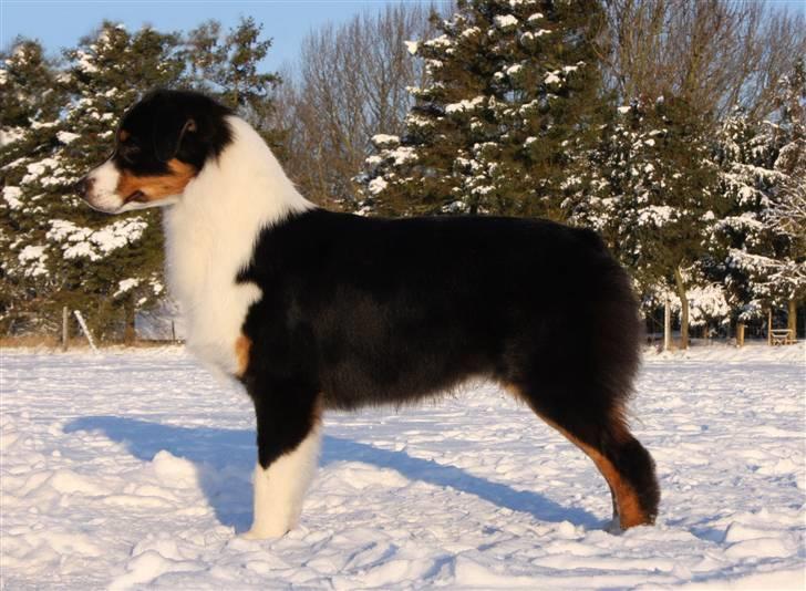 Australian shepherd Travis - 10 ½ måned billede 12