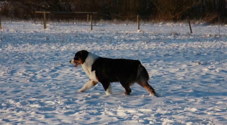 Australian shepherd Travis billede 13