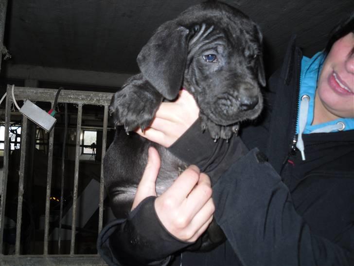 Grand danois Liva - Lille Liva 6 uger billede 11