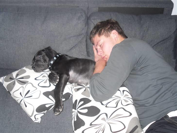 Grand danois Liva - sofaputning med sin far billede 12