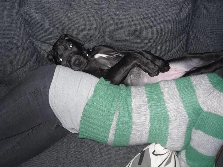 Grand danois Liva - Leger bag ved sin mor billede 13