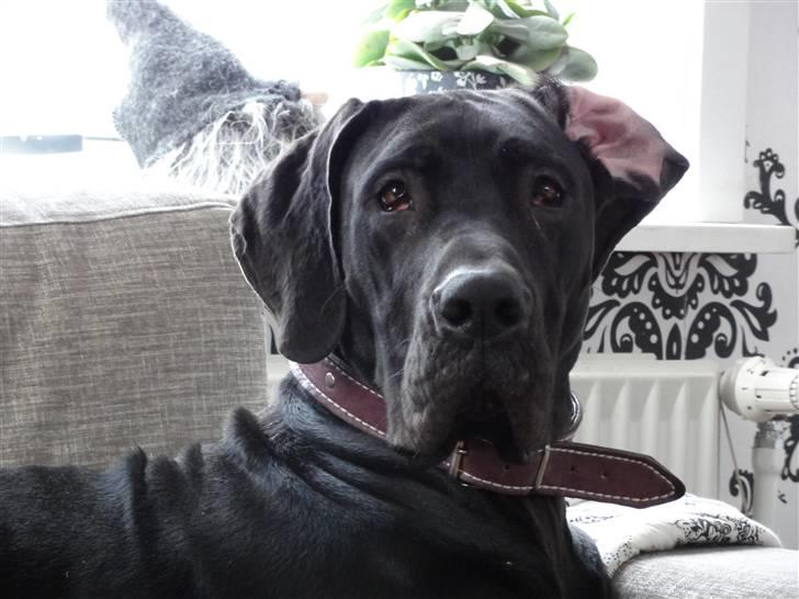 Grand danois Liva - Udluftning i ventre side :) billede 14