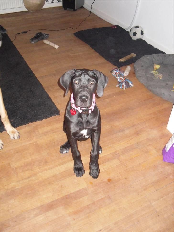 Grand danois Liva - Liva 16 uger billede 15