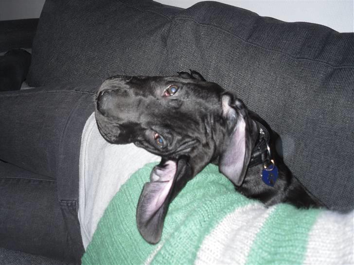 Grand danois Liva - Ballade billede 16