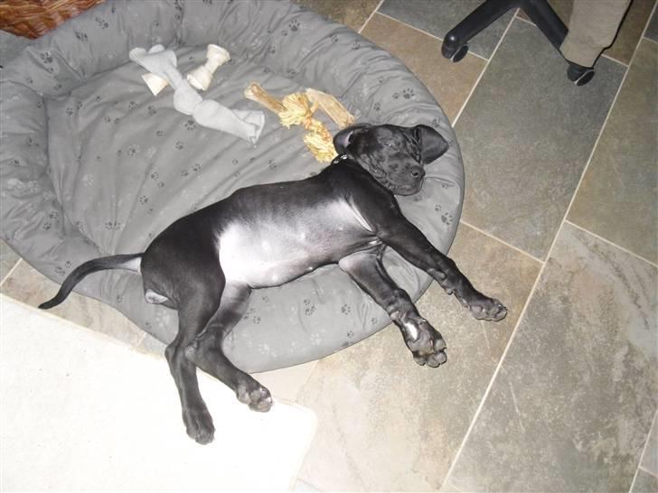 Grand danois Liva - Så træt billede 18