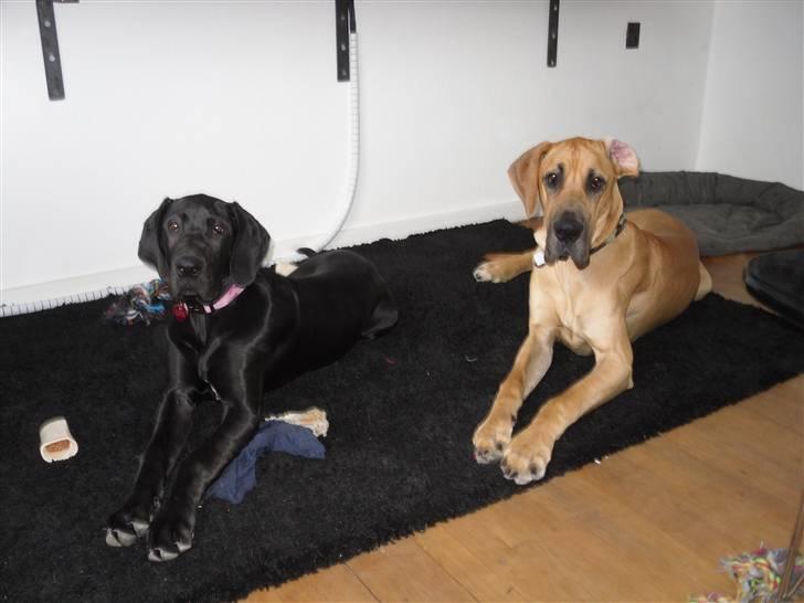 Grand danois Liva - Meget flotte hunde :) billede 19