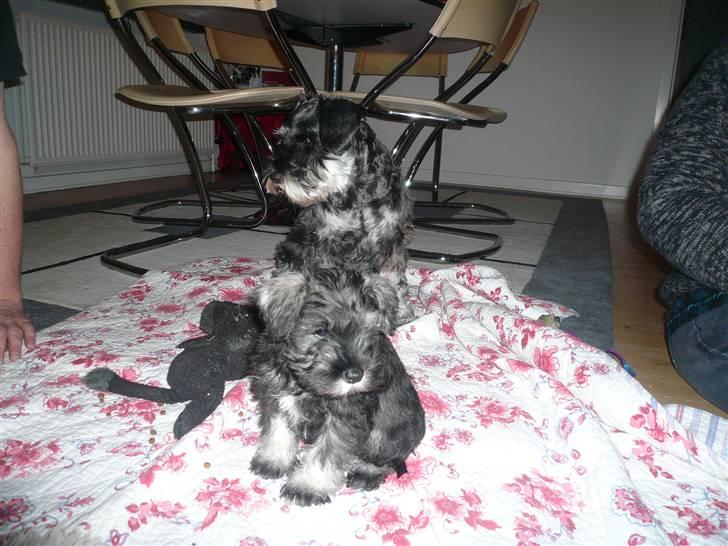 Dvaergschnauzer *FNUGGI* - Fnuggi og Sindy billede 15