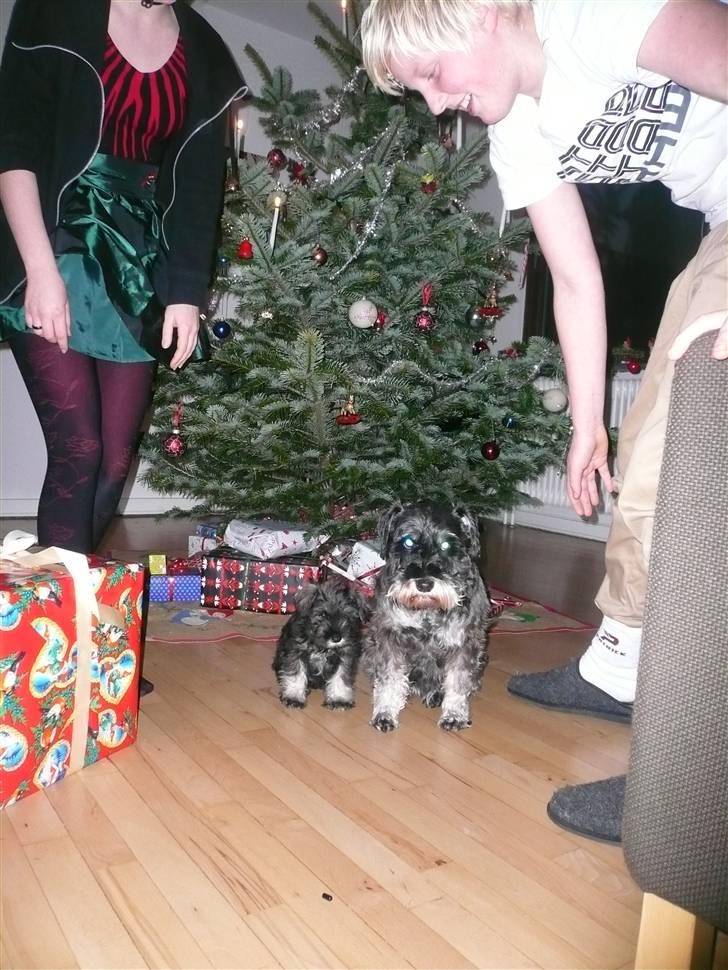 Dvaergschnauzer *FNUGGI* - Så skal vi danse om juletræet når de er færdig med alle de billeder billede 16