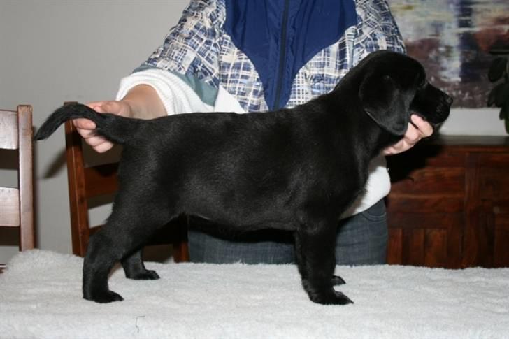 Labrador retriever Aiyo - Juelsgaard´s Queen of Diamonds som hvalp billede 2