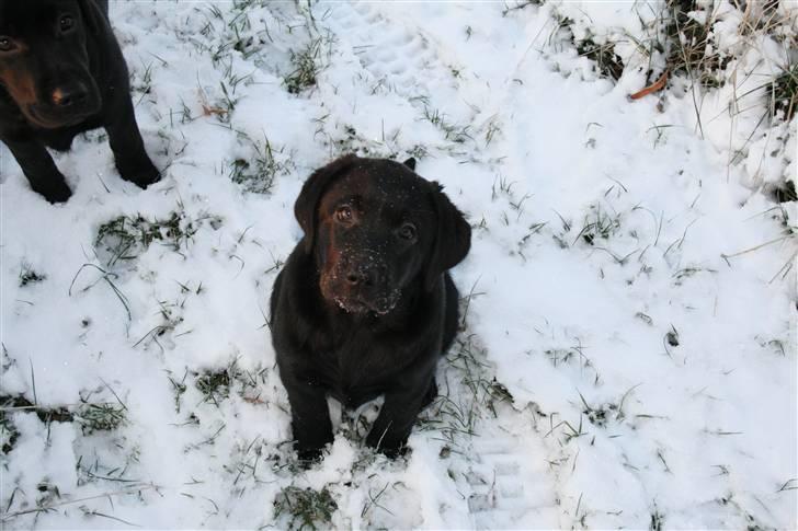 Labrador retriever Aiyo billede 3