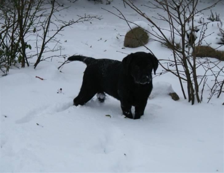 Labrador retriever Aiyo billede 4