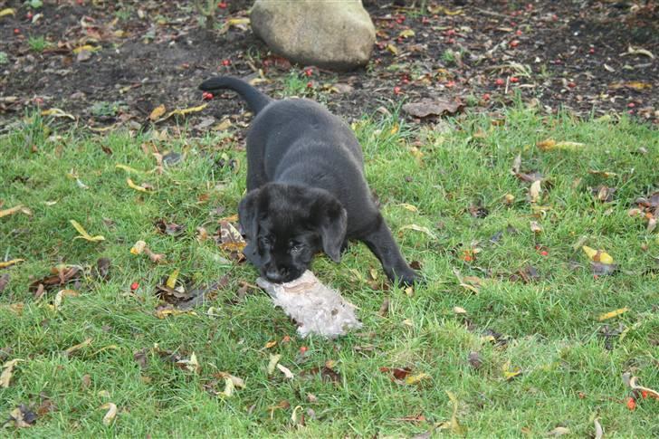 Labrador retriever Aiyo - Jeg skal forsøge at få taget flere billeder af hende når hun apporterer, men det er svært fordi hun er så hurtig. billede 5