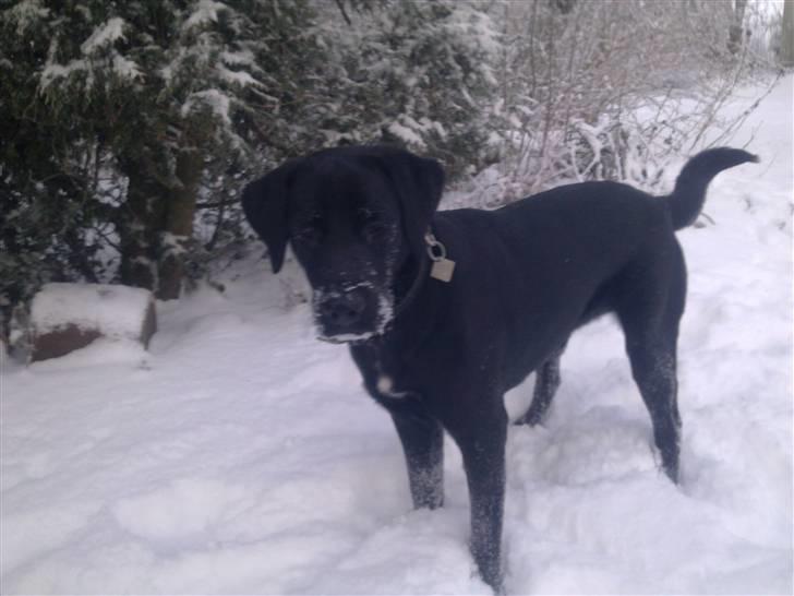 Labrador retriever zaza - første sne hun oplever , synes det er meget sjovt at lege i billede 7