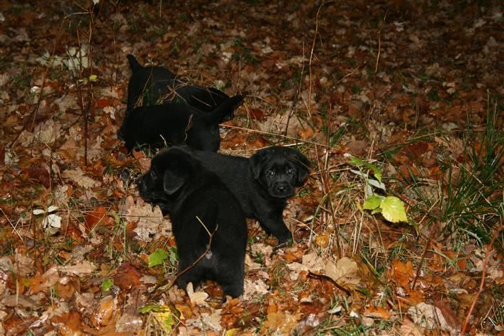 Labrador retriever Aiyo - Skovtur da hun var 7 uger. billede 6