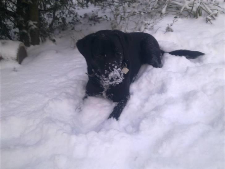 Labrador retriever zaza - så skal der ske noget , med på sjov . billede 8