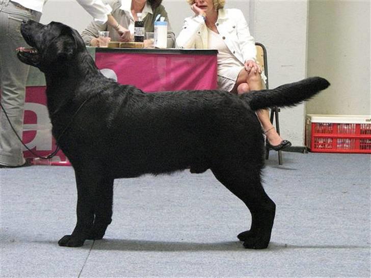 Labrador retriever Aiyo - Aiyo´s far: Withara´s Sarahs Lovely Robin billede 8