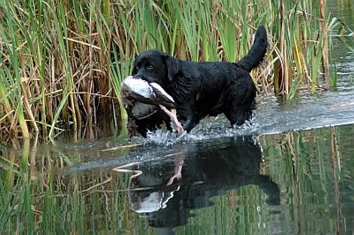 Labrador retriever Aiyo - Aiyo´s far Robin apporterer en gås på en markprøve billede 9