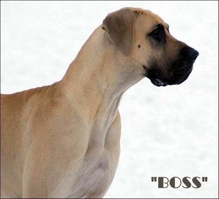 Grand danois Maxidan´s Make my day billede 10