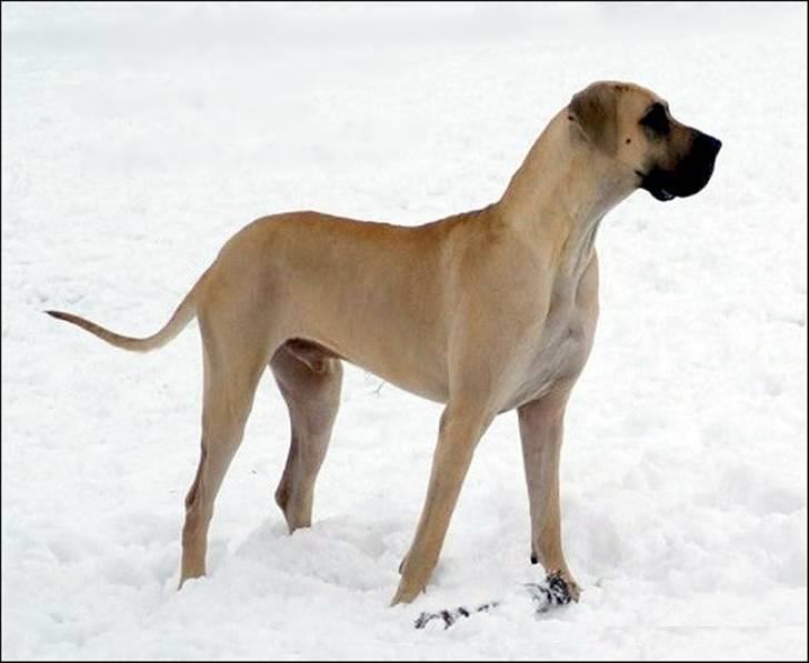 Grand danois Maxidan´s Make my day billede 11