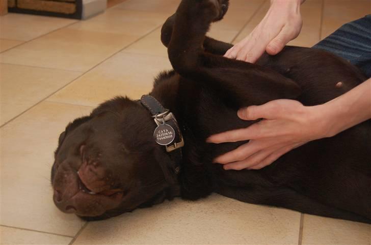 Labrador retriever Caya billede 15