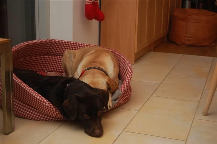 Labrador retriever Caya billede 16