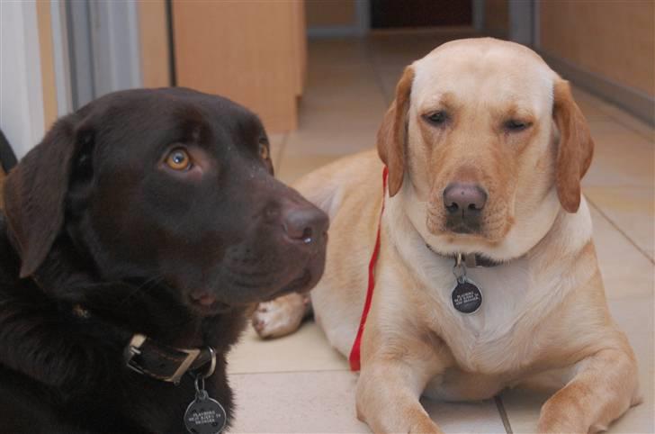 Labrador retriever Caya billede 17