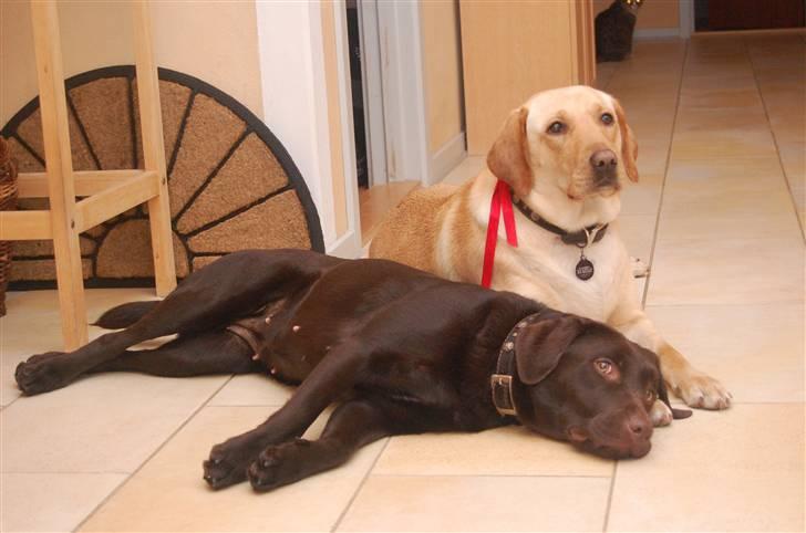 Labrador retriever Caya billede 18