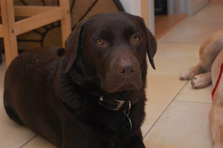 Labrador retriever Caya billede 19