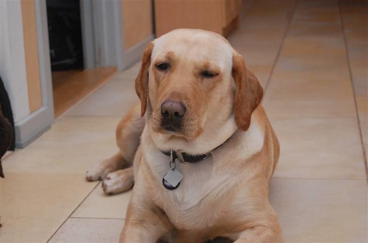 Labrador retriever Clara billede 17