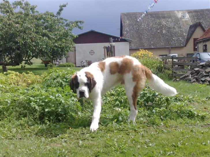 Sankt bernhardshund Basse billede 13