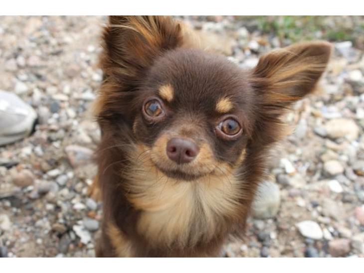 {{currentPhoto.altText}} billede {{currentPhoto.number}}