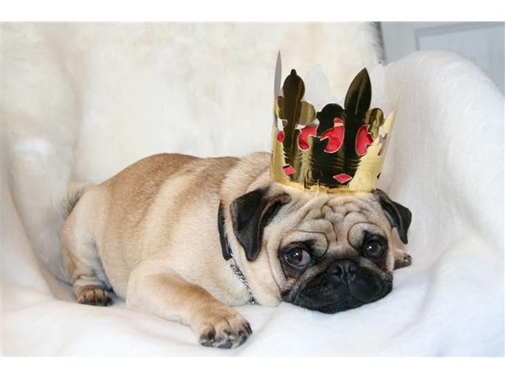 Mops Benson - Hans kodenavn i kvarteret er: majestæten. - billedet taget på hans 1 års fødselsdag billede 1